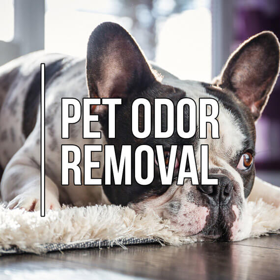 Pet Odor Removal Services